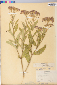 Asclepias incarnata subsp. pulchra image