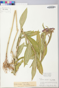 Asclepias incarnata subsp. pulchra image