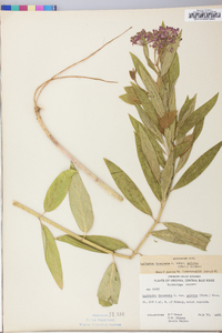 Asclepias incarnata subsp. pulchra image