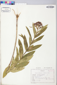 Asclepias incarnata subsp. pulchra image