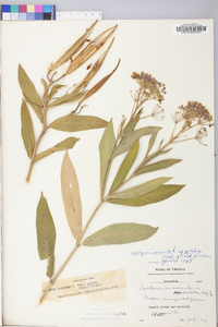 Asclepias incarnata subsp. pulchra image