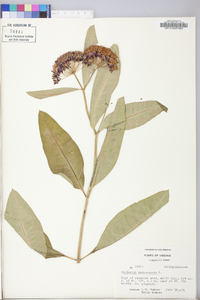 Asclepias lanceolata image