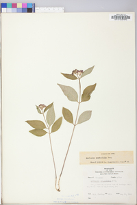 Asclepias quadrifolia image