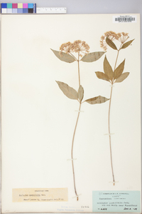 Asclepias quadrifolia image