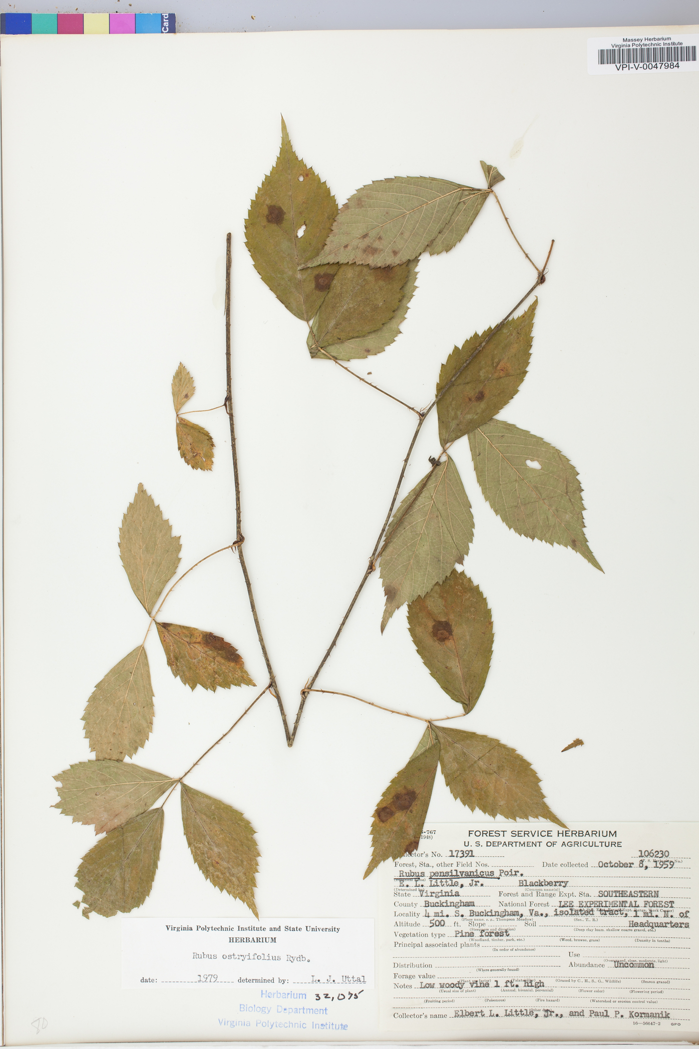 Rubus ostryifolius image