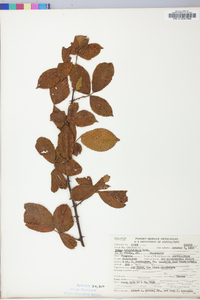 Rubus ostryifolius image