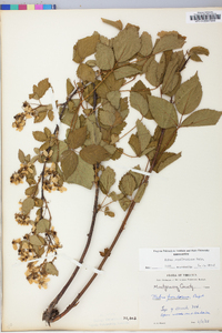 Rubus argutus image