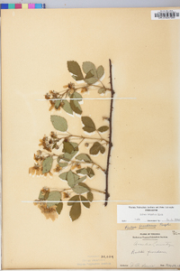 Rubus argutus image