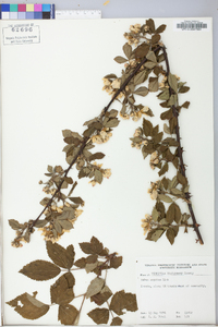 Rubus argutus image