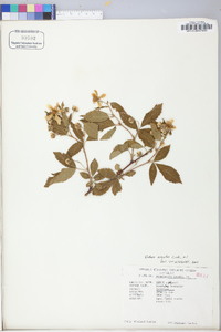 Rubus argutus image