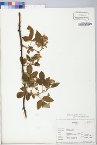 Rubus argutus image