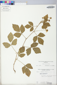 Rubus argutus image