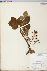 Rubus argutus image