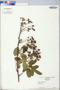 Rubus argutus image