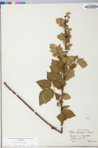 Rubus argutus image
