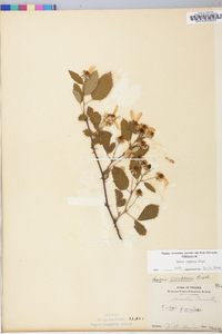 Rubus argutus image