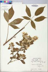 Rubus argutus image