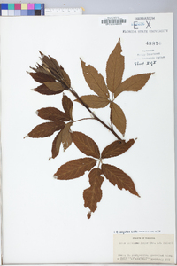 Rubus argutus image