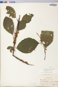 Cuscuta compacta image