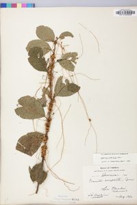 Cuscuta compacta image