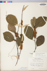 Cuscuta compacta image