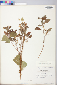 Cuscuta gronovii image