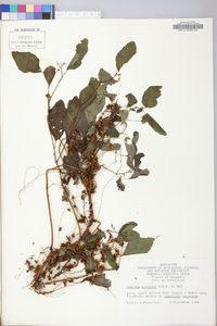 Cuscuta gronovii image