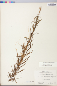 Cuscuta pentagona image