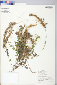 Cuscuta pentagona image