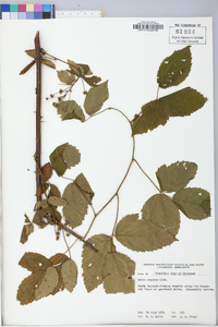 Rubus argutus image