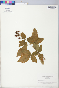 Rubus argutus image