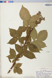 Rubus argutus image