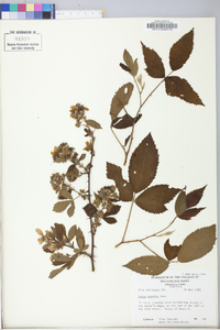 Rubus argutus image