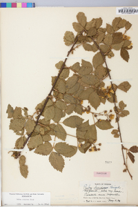 Rubus argutus image