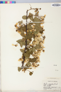 Rubus argutus image