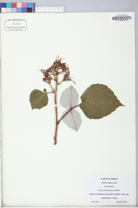 Rubus phoenicolasius image