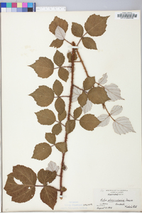 Rubus phoenicolasius image