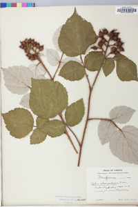 Rubus phoenicolasius image