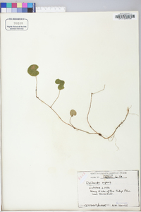 Dalibarda repens image