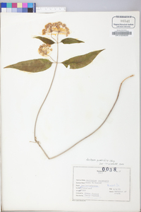 Asclepias quadrifolia image