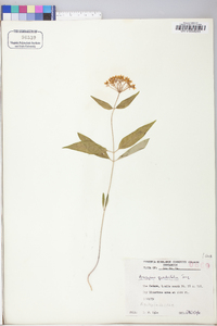 Asclepias quadrifolia image