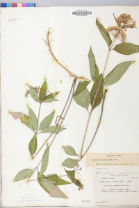 Asclepias quadrifolia image