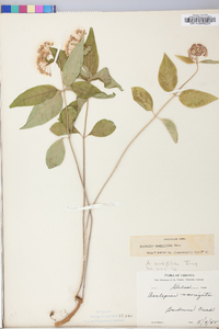 Asclepias quadrifolia image