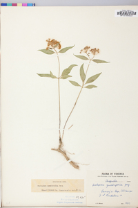 Asclepias quadrifolia image