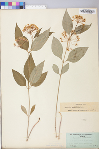 Asclepias quadrifolia image