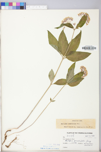 Asclepias quadrifolia image