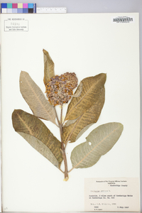 Asclepias syriaca image