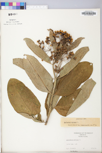 Asclepias syriaca image