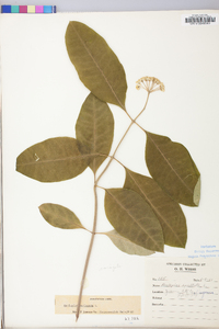 Asclepias variegata image