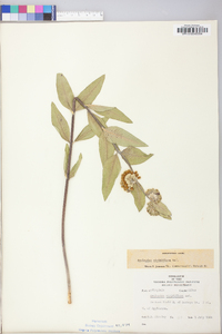 Asclepias viridiflora image